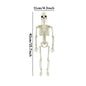 💀 Halloween Skeleton Model – Spooky Haunted House Decor