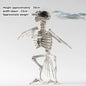 Halloween New Dog Skeleton Decoration. Spooky Skeleton Animal Puppy Bones Decoration for Halloween Indoor & Outdoor 2026
