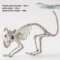 Halloween New Dog Skeleton Decoration. Spooky Skeleton Animal Puppy Bones Decoration for Halloween Indoor & Outdoor 2026