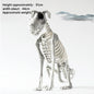 Halloween New Dog Skeleton Decoration. Spooky Skeleton Animal Puppy Bones Decoration for Halloween Indoor & Outdoor 2026